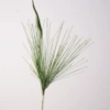 Fountain grass