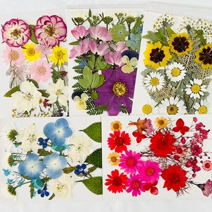 Dried Flower Embroider Bag Wholesale Handmade DIY Material Real Flower Coaster Dried Flower Group Fan Greeting Card Decorative Plant Specimen