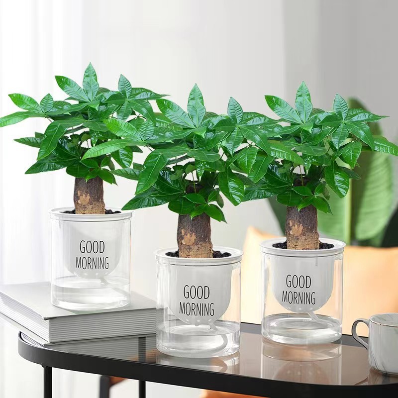 水培发财树盆栽室内客厅桌面摆件绿植小盆景发财树苗招财树吸甲醛
