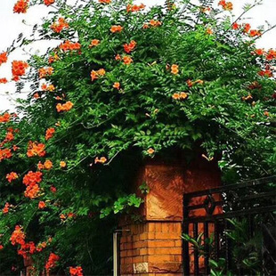 Wholesale American trumpet creeper seedlings climbing flowers courtyard villa greening cold and drought resistant plants climbing vine fast flowering period