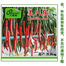 摘不败美人椒种子特色红尖椒长辣椒种子特香辣四季盆栽蔬菜种籽