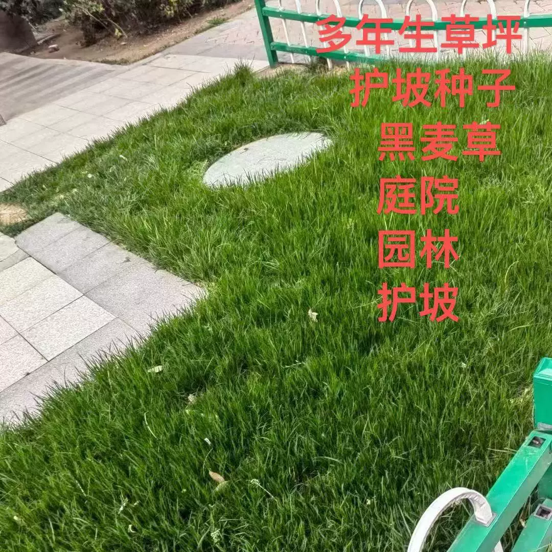 草坪种子多年黑麦草种子牧草种籽草坪绿化固土护坡草种四季常青
