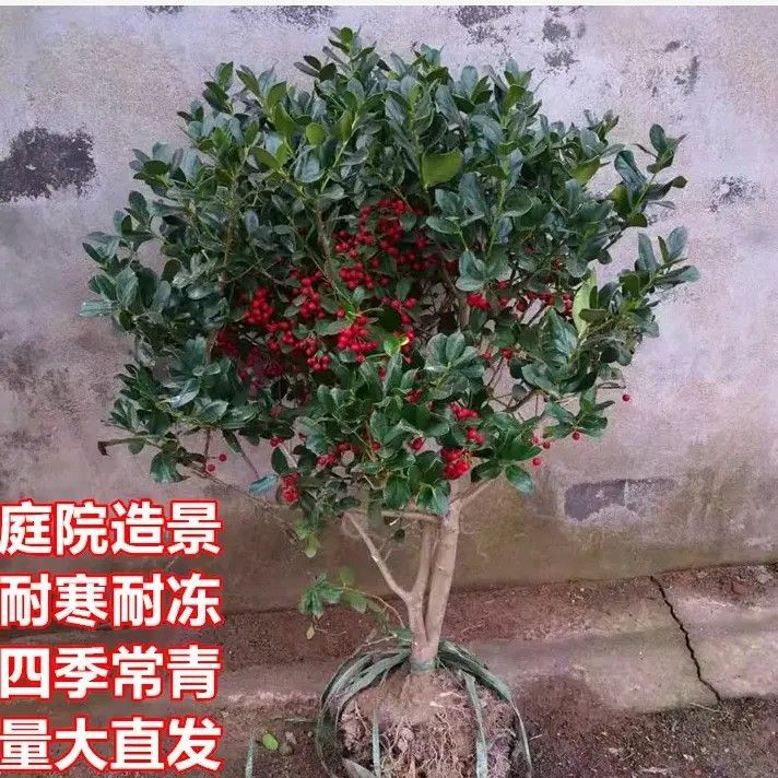 金玉满堂树苗无刺树苗球盆景庭院吉祥果铁冬青满堂红四季常青枸骨