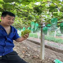 ������ֱ�N  �����{��ʯ �޷��ĺ� �˂�����Ʒ�N Ҏ��ȫ������