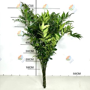 Dieffenbachia Flower Cut Branches Yunnan Base Straight Hair Wedding Event Layout Leaf Materials Fresh Forest Flower Materials Wholesale