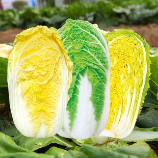 Korean Baby Cabbage Seeds, Yellow Heart, Early Maturing, High-Yielding Seeds, Vegetable Larvae, Chinese Cabbage, Rapeseed, Chinese Cabbage