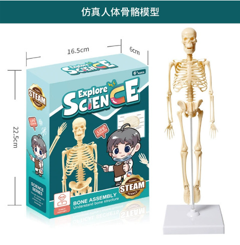 【全身骨骼模型】