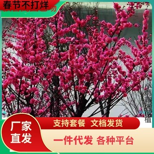 һ�����l÷������ԭ���t÷����t�D÷����ͥԺ�����ͺ�ֲ�������