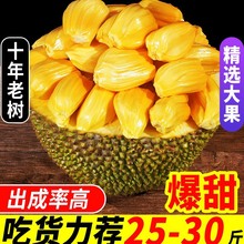 海南三亚黄肉菠萝蜜当季特产新鲜水果40斤一整个木波罗蜜包邮红