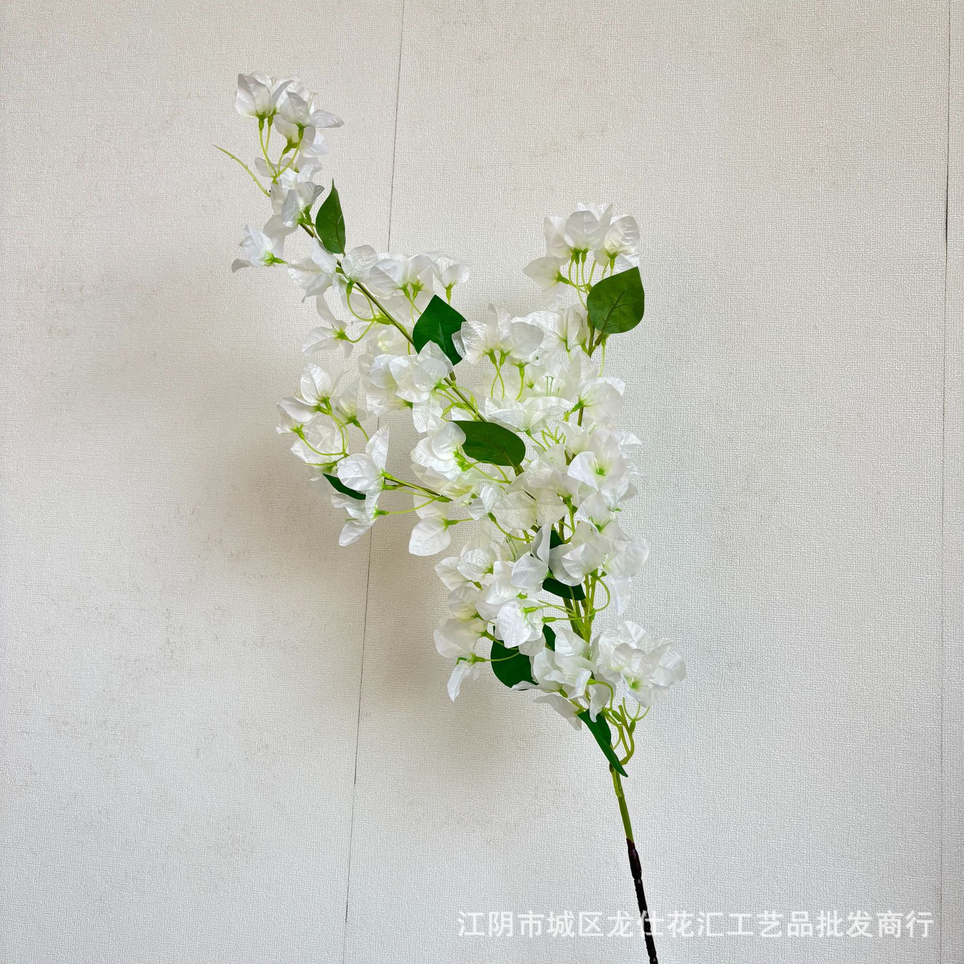 부겐빌레아