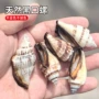 地中海拍摄天然小海螺贝壳