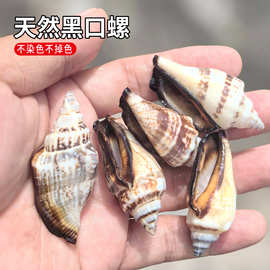 天然小海螺贝壳按斤卖黑口螺鱼缸造景拍摄道具造景地中海风格装饰