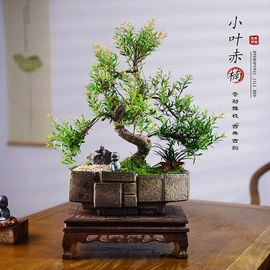 栽培基质;盆栽;营养液