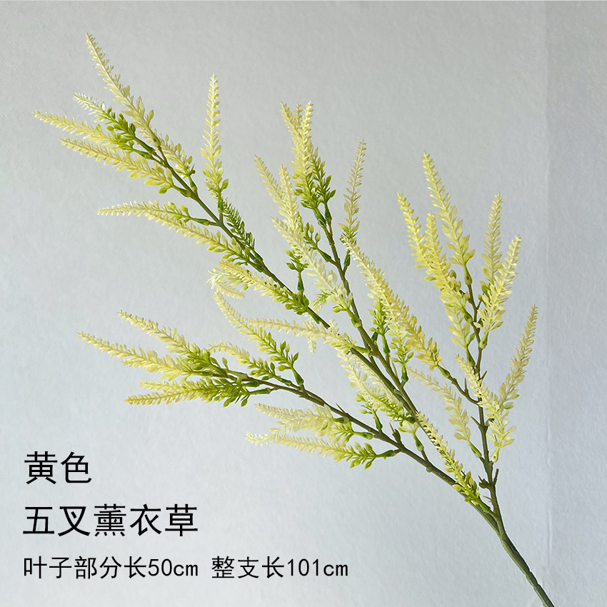 다섯 갈래의 라벤더 노란색