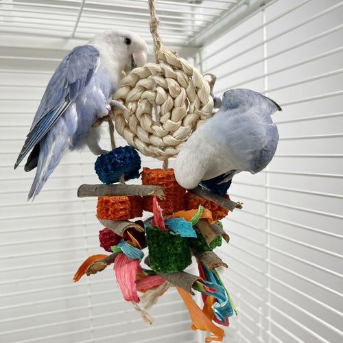 Parrot toy cuttlefish bone wide chewing string bird toy loofah bark rattan ball mouth grinding and boredom relief supplies combination set