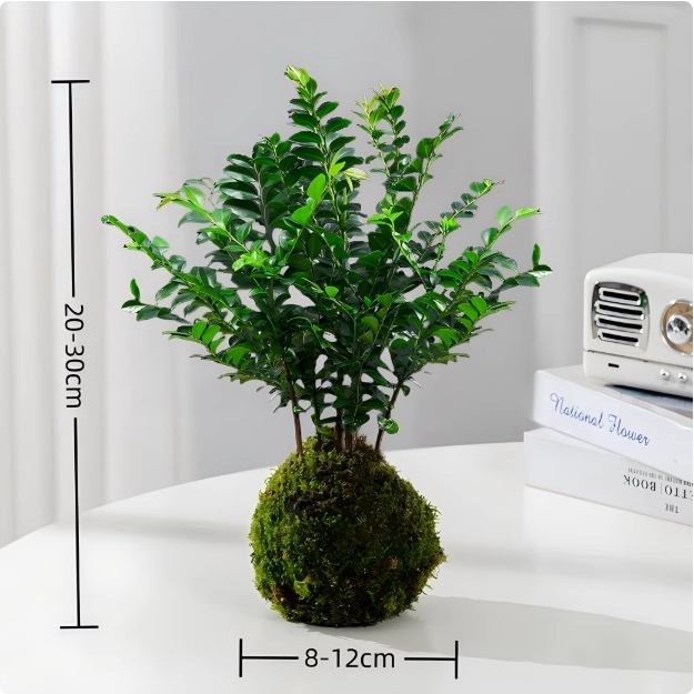 Musgo bola de junio nieve bonsai planta hidropónica acantilado modelado mini micro paisaje plantación verde de mesa interior pequeña maceta image 16