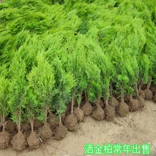 园林绿化苗木庭院植物花卉彩色树种洒金柏树苗洒金柏苗黄头柏苗