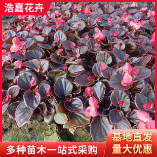 �ļ������^�p������ľ�Gֲ�����ļ�������B���̨�^�p ����ֲ��