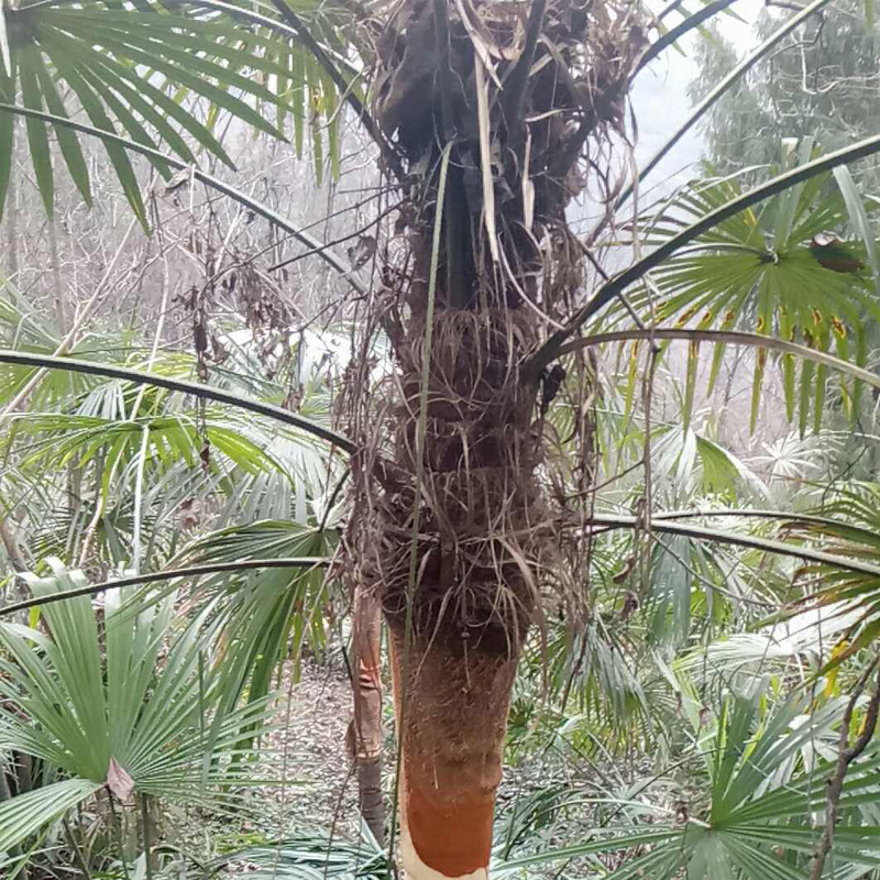 棕树皮棕衣棕毛棕榈衣棕丝棕片棕皮装饰绿萝棒椰棕棒茅草屋用直销