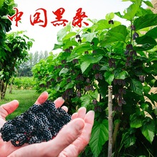嫁接桑葚树苗四季长果桑葚苗地栽大叶果桑树苗南北方种植当年结果