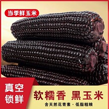 黑糯玉米低脂粗粮玉米老人小孩代餐新鲜现摘苞米包谷真空包装代发