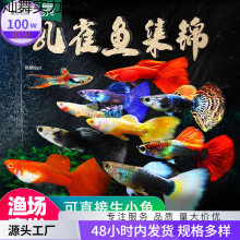 冷水金鱼活鱼耐养小型耐活热带凤尾孔雀鱼苗淡水斑马好养小鱼观赏