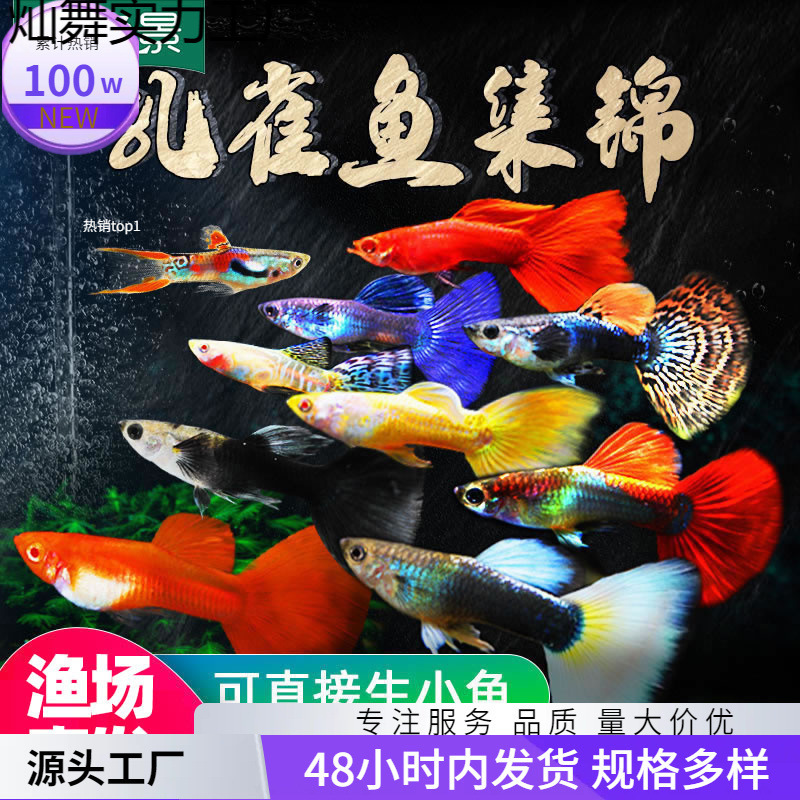 冷水金鱼活鱼耐养小型耐活热带凤尾孔雀鱼苗淡水斑马好养小鱼观赏