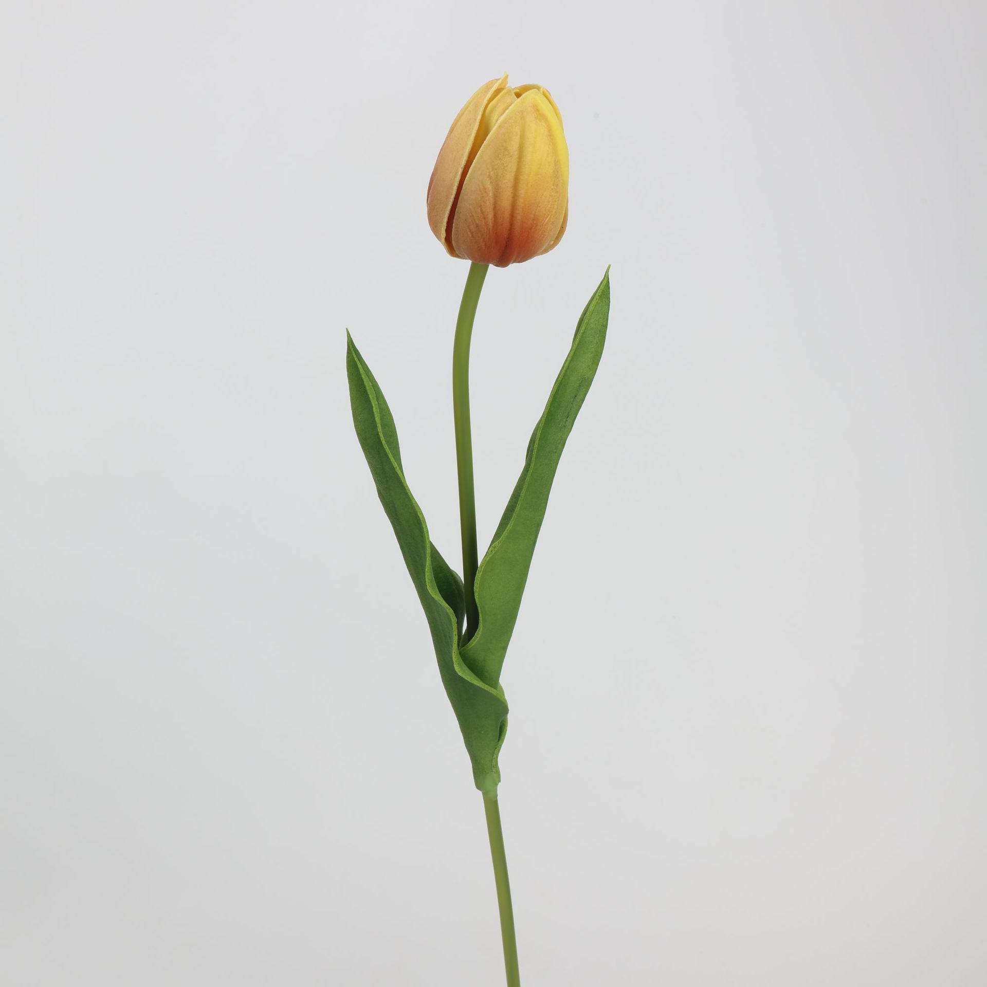 오렌지 브라운(노란색 포함)