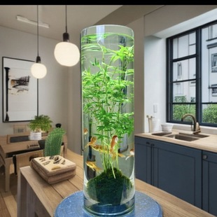 Rice bamboo hydroponic fish tank glass bottle with root moss ball plant indoor Zen potted plant phoenix tail bamboo Guanyin bamboo bamboo