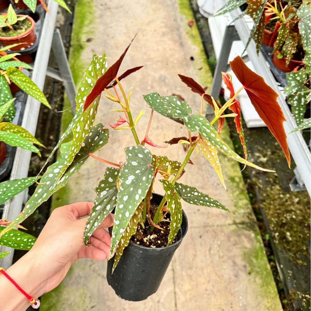 Сардина Бегония в горшке INS Style Интернет-знаменитость Форель Легко ухаживать Внутренний балкон Офисный стол Теневыносливое лиственное растение.