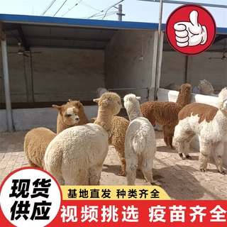 景区观赏投喂互动羊驼活体 未成年羊驼价格出售亲人温顺宠物羊驼