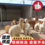 互动景区活体温顺羊驼