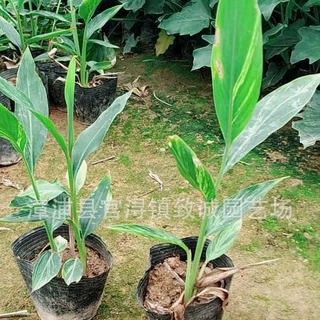 花叶良姜袋苗花叶良姜小苗艳山姜基地直销规格齐全