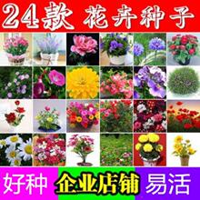 花卉种子旱金莲满天星四季种易活阳台庭院波斯菊百日草太阳花包邮