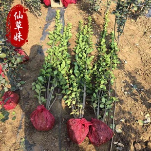�������S��1��8�����h�ʘ�2�ט���h���綬������~�h��ֲ�����l
