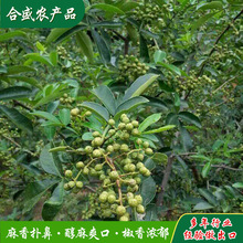 济南加工包装青花椒新货莱芜青麻椒调味品藤椒卤料青花椒贴牌定制