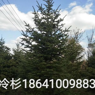 Fir Northeastern Fir Landscaping Fir Cold-Resistant Four-Season Evergreen Fir