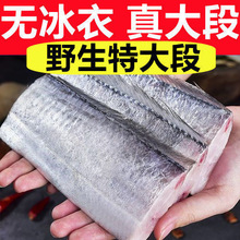 大带鱼段东海小眼带鱼段中段刀鱼野生带鱼段大段批发商用