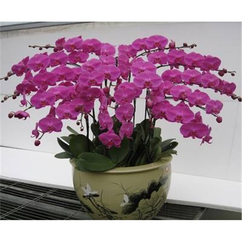 Cuatro estaciones mariposa orquídea plántulas en maceta balcón interior sala de estar flores plantas florecen con flores de maceta original