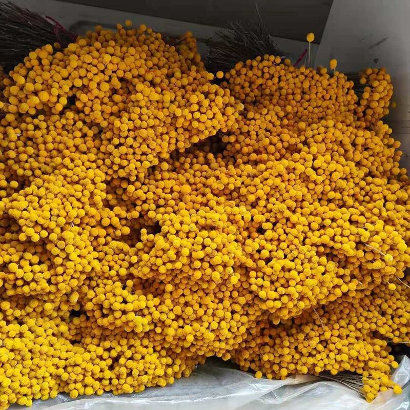 Gold ball dried flower wholesale Yunnan dried flower gold ball with dried flower gold ball gold ball accessories flower manufacturers Gold ball dried flower wholesale Yunnan dried flower gold ball with dried flower gold ball gold ball accessories flower manufacturers