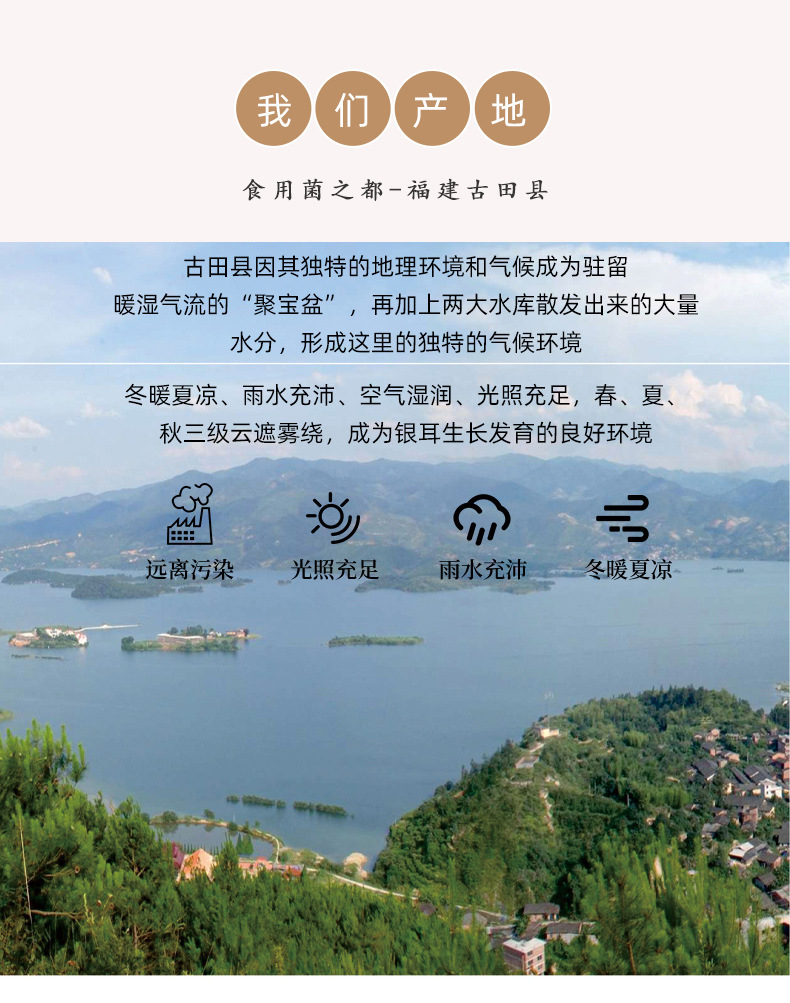 2023不开伞茶树菇2_01