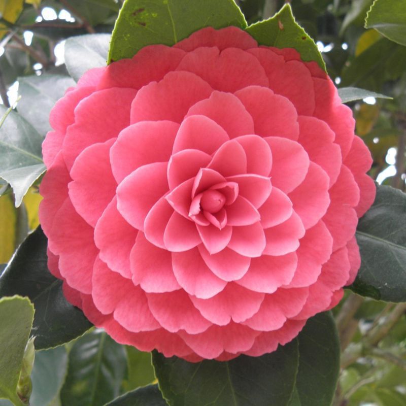 퀸 5년생 모종(새싹이 많음)에 영양비료를 제공