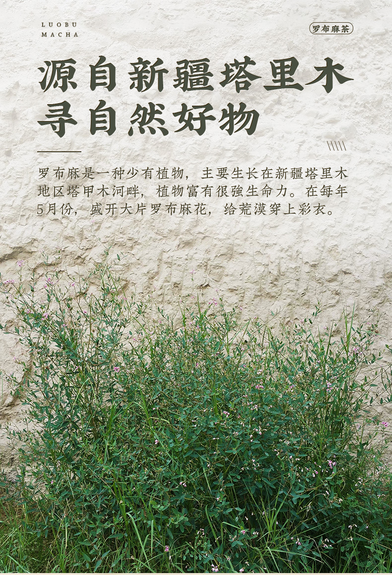 Luo Bu Ma Tea Apocynum Leaf Herbal Tea 150g Canister Daily Wellness Brew specifications