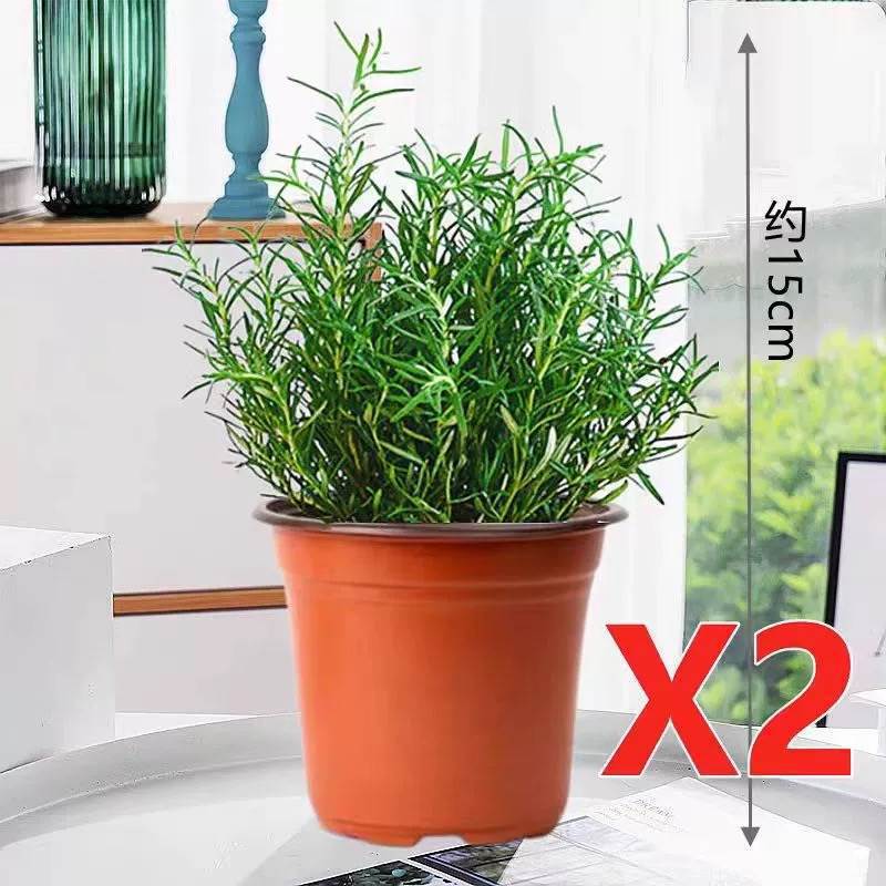 [화분 2개 특가] 로즈마리 중간모종 + 영양액