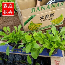 ���ľձ��� ���غ��ľ����� �޸�������ľ�G��������ľ�N��Rȫ