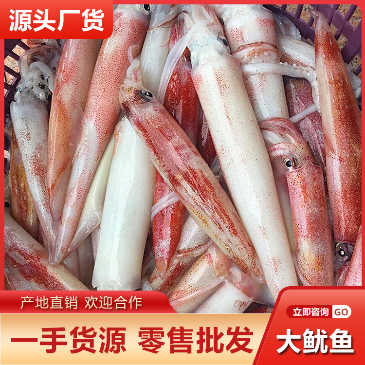 新鲜大鱿鱼约一斤一条船钓鲜活整只鱿鱼乌贼大章鱼批发烧烤火锅