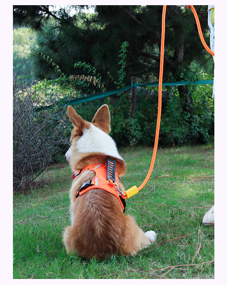 Ceinture de sécurité réfléchissante pour chien avec poignée_voghion.com