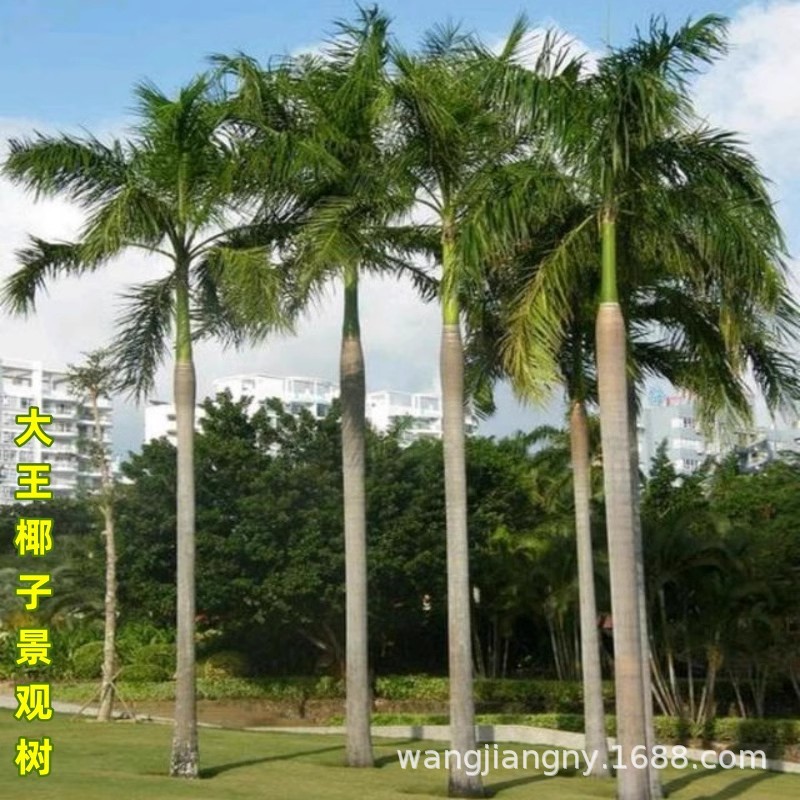 绿化树苗大王椰树苗大王棕树苗大王苗木四季常青庭院别墅风景树苗