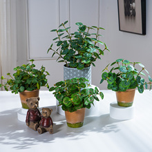 ����GֲС���Կ͏d�̨�k���Ҳ�����ٻ���ˇ�[�O����ֲ���辰