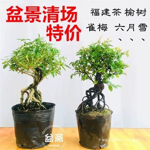 �������ѩȸ÷СƷ�䘶�ܘ䰫�Ը����������Ϙ������辰С�~